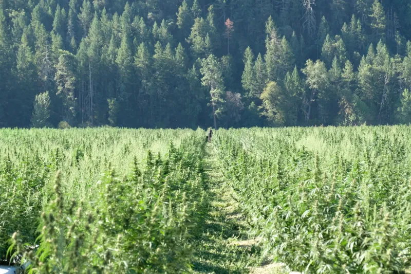 Emerald Triangle Blues: Can Small Farmers Outlast the Corporate Land Rush?