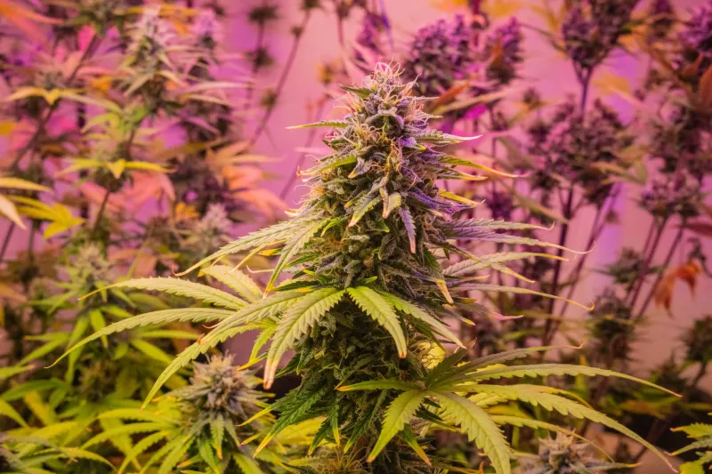 Killed My First Crop, Learned My Lesson: First-Time Growers Spill the Dirt