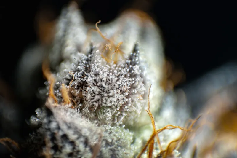 White Powder, Real Power: The Untold History of Kief, Hash, and Every Word We Use for Frost