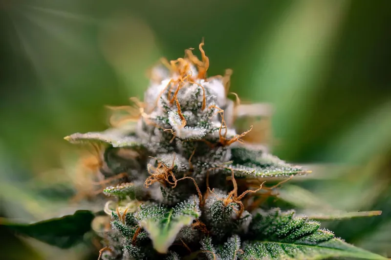 Smell First, Ask Questions Later: The Real Science Behind How a Strain Will Hit You
