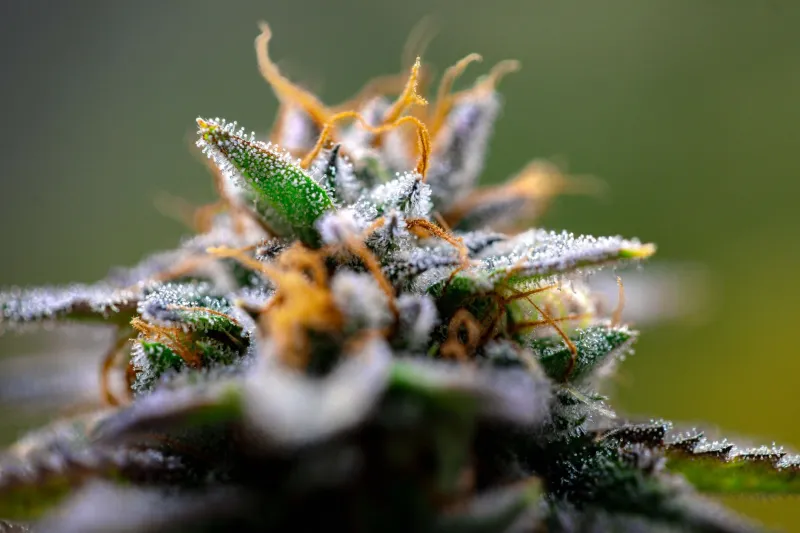 The 30-Second Bud Inspection: How to Size Up Flower Like You Grew It Yourself